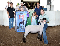 Champion hog, steer, chicken, rabbit, goat, Etc. sale
